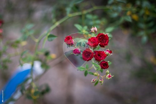 Slider Image Thumbnail