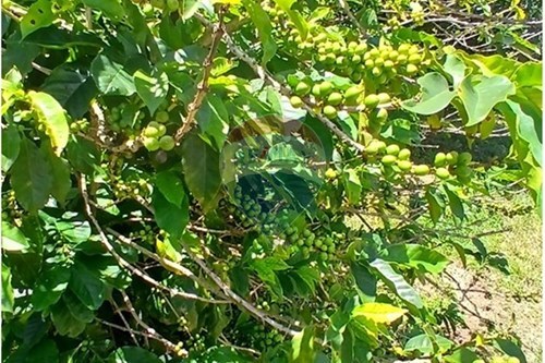 Slider Image Thumbnail