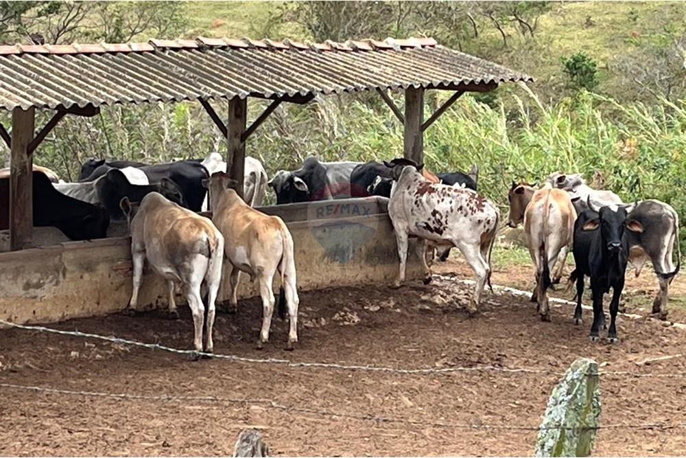 Chácara / Sítio / Fazenda - Venda - Bragança Paulista , São Paulo - GADO  (5).jpg - 690141085-32