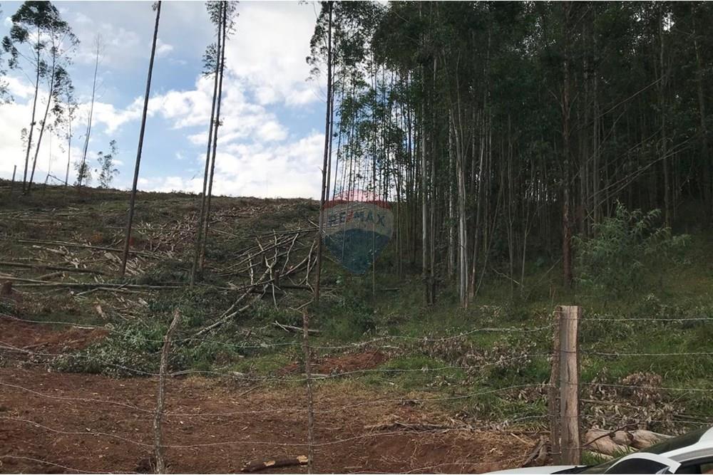 Chácara / Sítio / Fazenda - Venda - Socorro , São Paulo - IMG-20250520-WA0046.jpg - 690291056-39