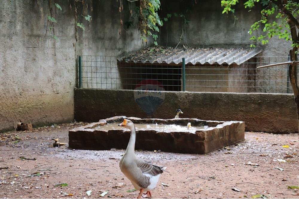 Casa - Venda - Campinas , São Paulo - IMG_0161.JPG - 690491062-150