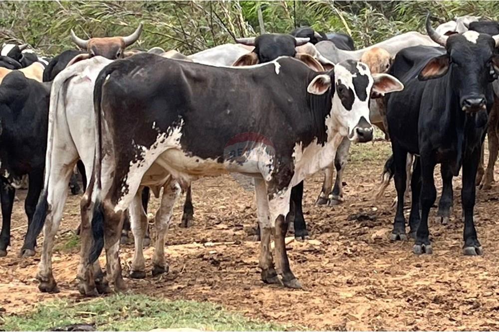Chácara / Sítio / Fazenda - Venda - Bragança Paulista , São Paulo - GADO  (2).jpg - 690141085-32