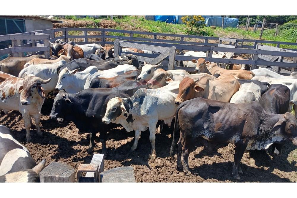 Chácara / Sítio / Fazenda - Venda - Bragança Paulista , São Paulo - 20260213_104841.jpg - 690141085-32