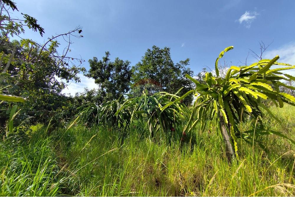 Chácara / Sítio / Fazenda - Venda - Itapira , São Paulo - 1751510168542.jpg - 690291085-364