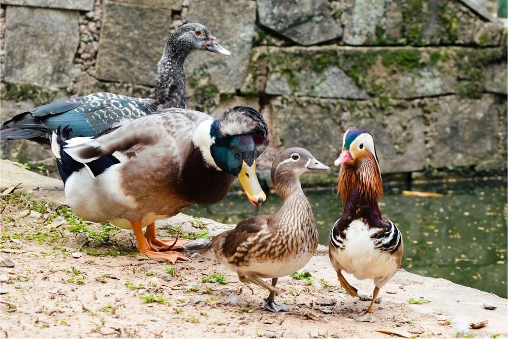 Terreno - Venda - Campinas , São Paulo - marrecos_bosque_danielribeiro_06.jpg - 690941043-35