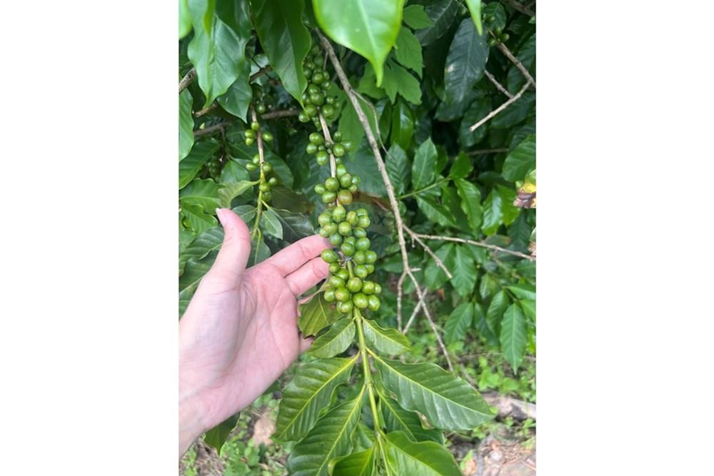 Chácara / Sítio / Fazenda - Venda - Serra Negra , São Paulo - IMG_8903.jpg - 690291056-34