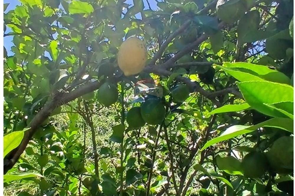 Chácara / Sítio / Fazenda - Venda - Bragança Paulista , São Paulo - 20260213_111929.jpg - 690141085-32