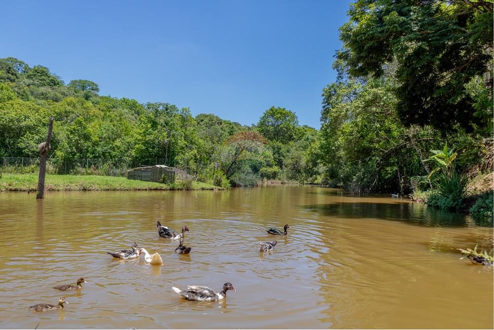 Chácara / Sítio / Fazenda - Venda - Jarinu , São Paulo - RINf-081.jpg - 690921112-9