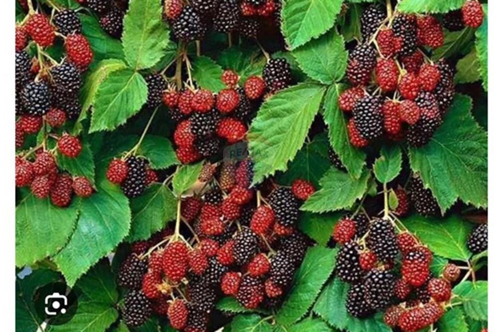 Casa de Condomínio - Venda - Paulínia , São Paulo - WhatsApp Image 2024-12-16 at 17.18.25 (1).jpeg - 690511143-65