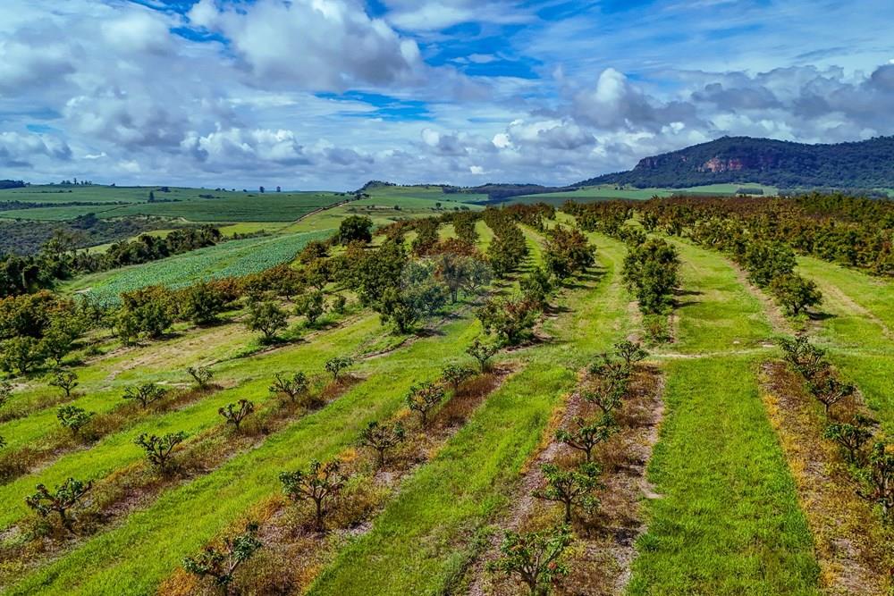 Fazenda - Venda - Analândia , São Paulo - Tratada - Drone-90.jpg - 690691016-305