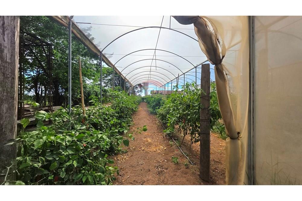 Chácara / Sítio / Fazenda - Venda - Mogi Mirim , São Paulo - 20251211_144801.jpg - 690751019-444