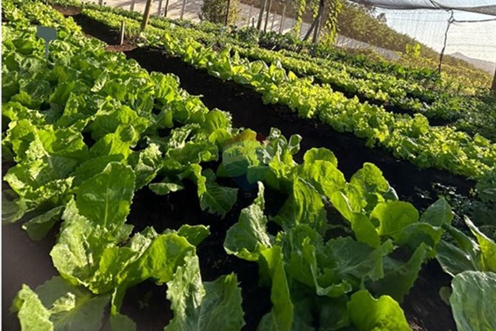 Terreno - Venda - Analândia , São Paulo - 469328348_18340696846197660_3957793921992010780_n.jpg - 690811009-17