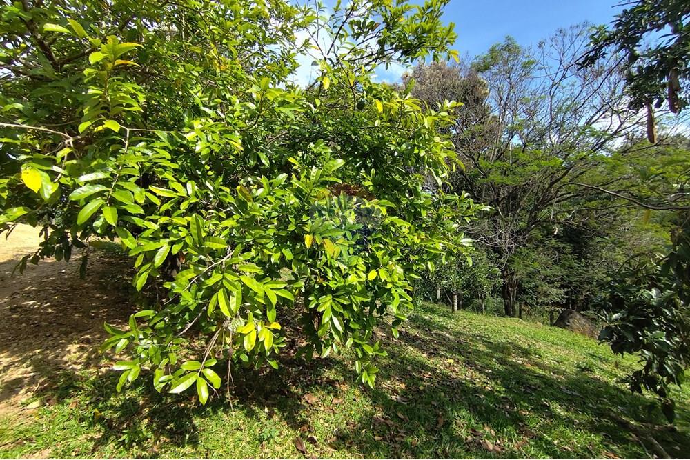 Chácara / Sítio / Fazenda - Venda - Itapira , São Paulo - 1751510168891.jpg - 690291085-364