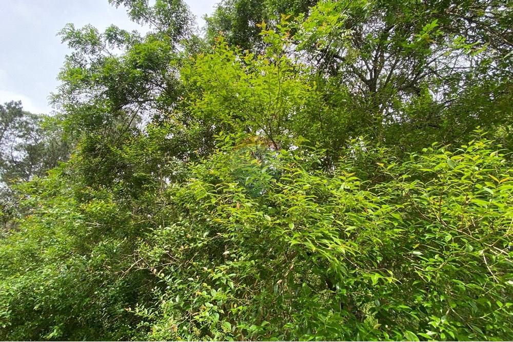 Chácara / Sítio / Fazenda - Venda - Mairiporã , São Paulo - 3ade0fde-6856-421e-8e13-fb0208f0bd0f.jpeg - 690041107-26