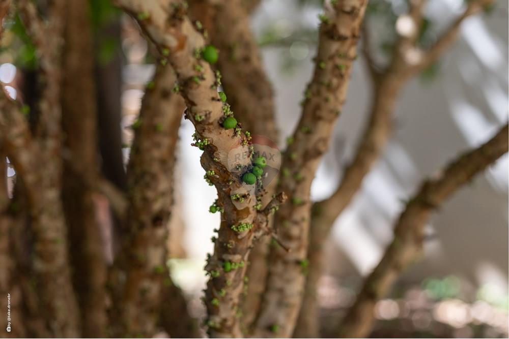 Casa de Condomínio - Venda - Campinas , São Paulo - TKD-5767.jpg - Quintal - 690681118-96