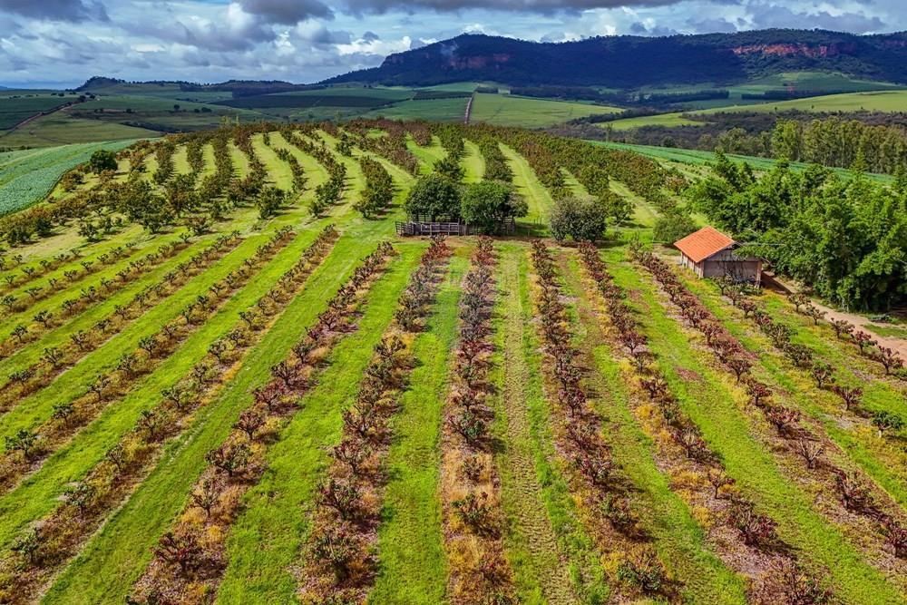 Fazenda - Venda - Analândia , São Paulo - Tratada - Drone-69.jpg - 690691016-305