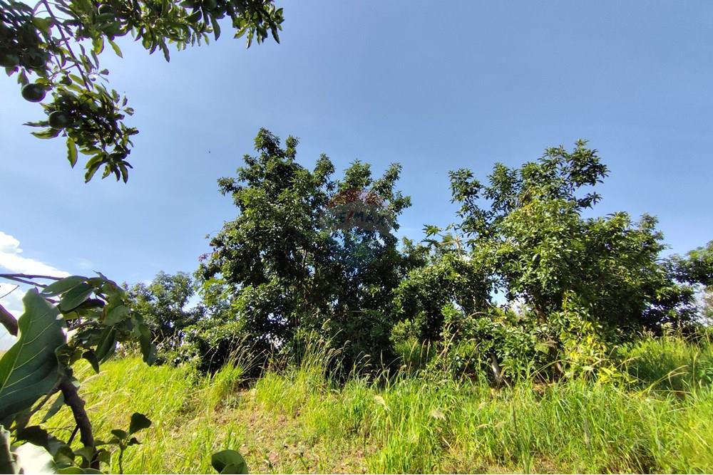 Chácara / Sítio / Fazenda - Venda - Itapira , São Paulo - 1751510168478.jpg - 690291085-364