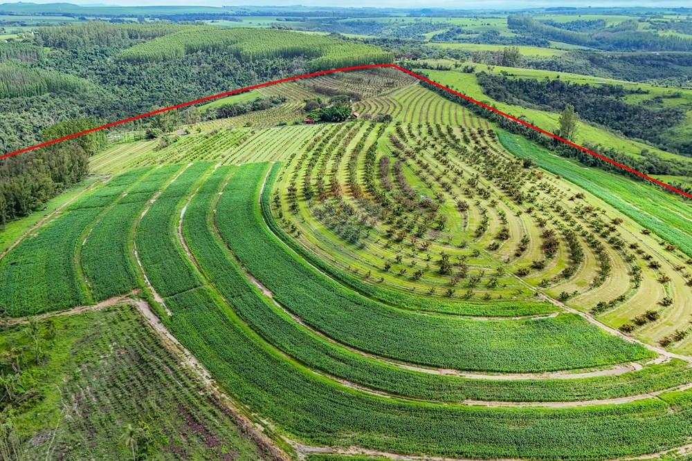 Fazenda - Venda - Analândia , São Paulo - Tratada - Drone-21.jpg - 690691016-305