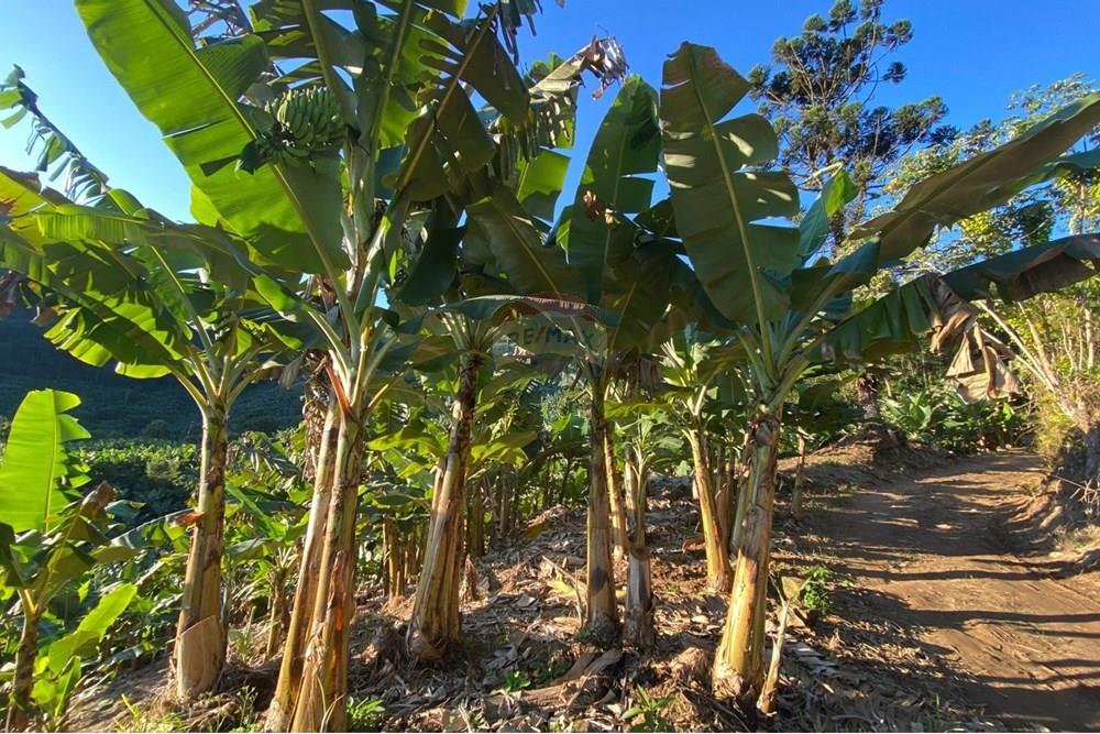 Fazenda - Venda - Miracatu , São Paulo - WhatsApp Image 2025-07-08 at 17.02.03.jpeg - 690061038-15