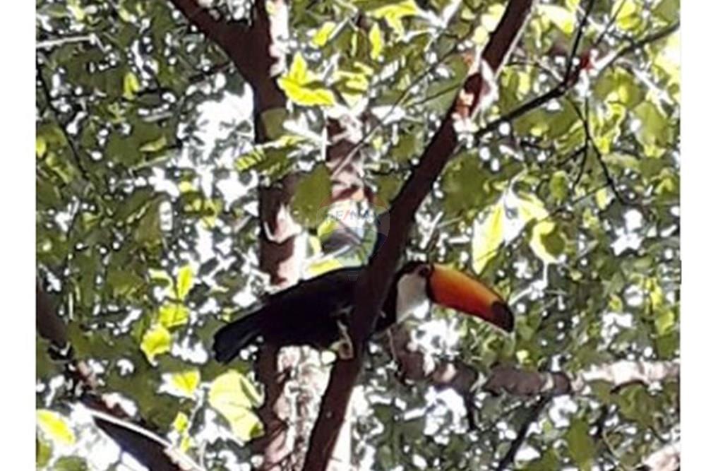 Terreno - Venda - Campinas , São Paulo - Bosque 3.JPG - 690541103-274