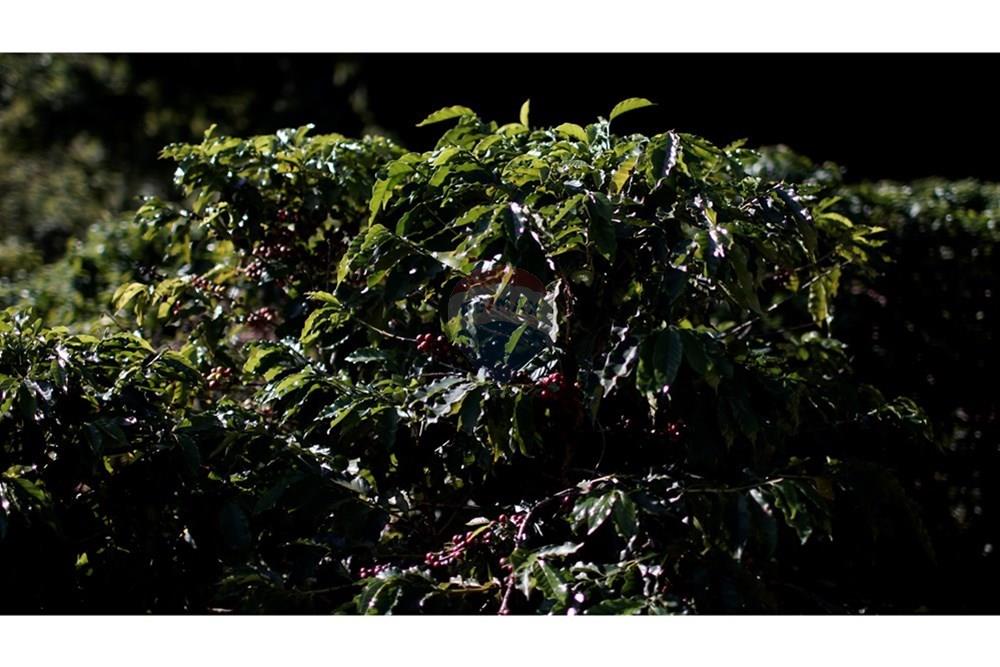 Chácara / Sítio / Fazenda - Venda - Serra Negra , São Paulo - _JEA8935.JPG - 690291056-34