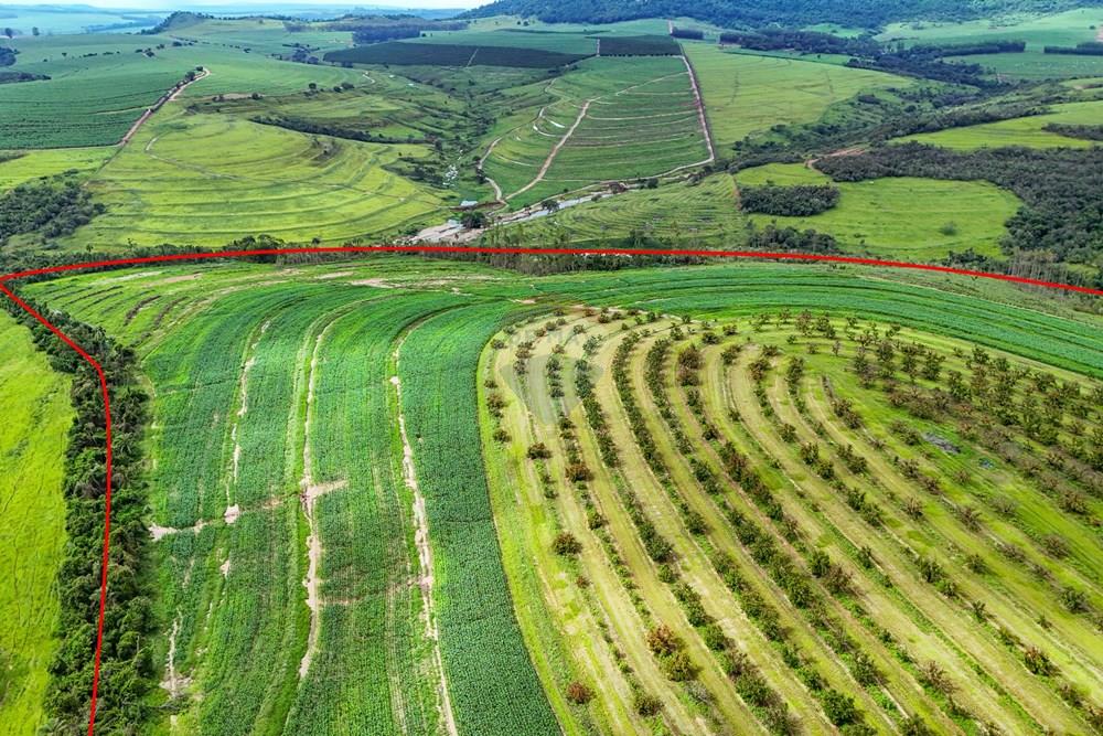 Fazenda - Venda - Analândia , São Paulo - Tratada - Drone-12.jpg - 690691016-305