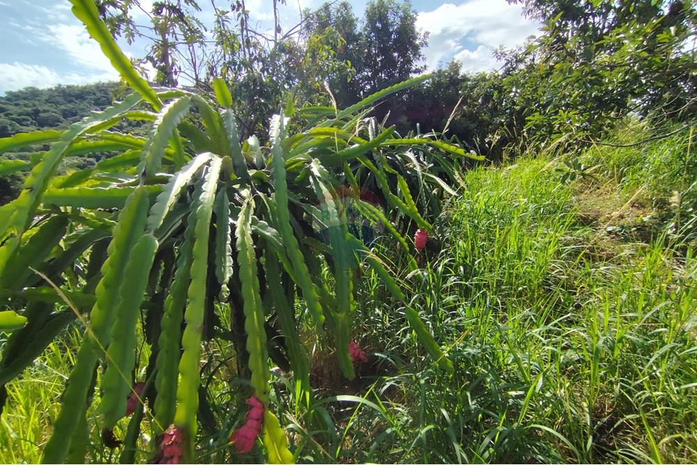 Chácara / Sítio / Fazenda - Venda - Itapira , São Paulo - 1751510168525.jpg - 690291085-364