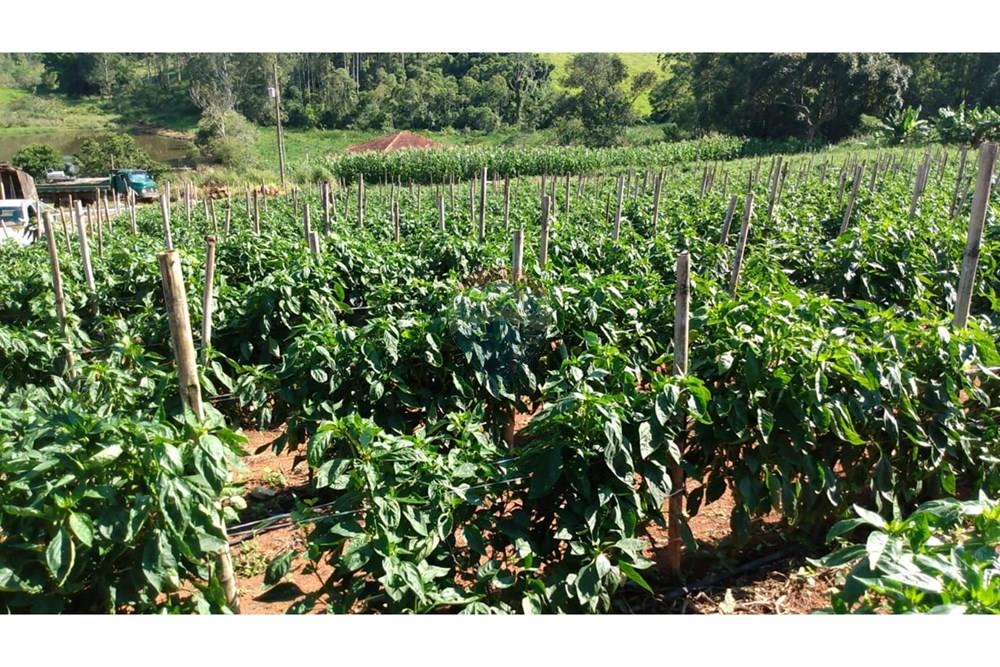 Fazenda - Venda - Campestre , Minas Gerais - ce3662d8-34e9-44e4-b662-983a836f73ad.jpg - 690291077-293