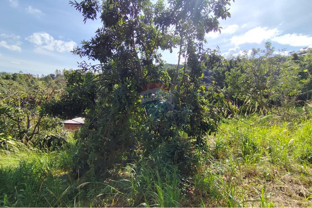 Chácara / Sítio / Fazenda - Venda - Itapira , São Paulo - 1751510168504.jpg - 690291085-364