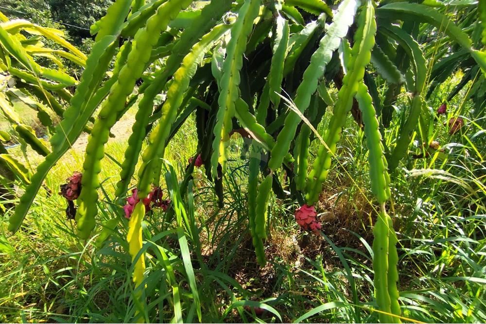 Chácara / Sítio / Fazenda - Venda - Itapira , São Paulo - 1751510168509.jpg - 690291085-364