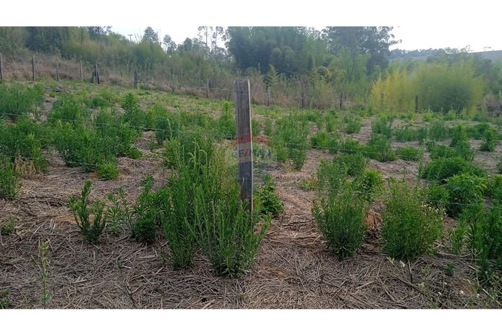 Terreno - Venda - Pedra Bela , São Paulo - terreno tia2.jpeg - 690041008-25