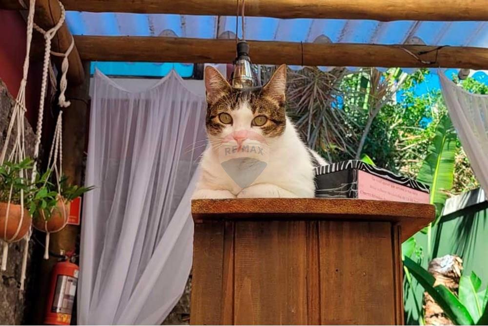 Hotel/ Pousada - Venda - Ilhabela , São Paulo - 44c7c64e353543008008dd62e7ee6b30.jpg - 690341033-5