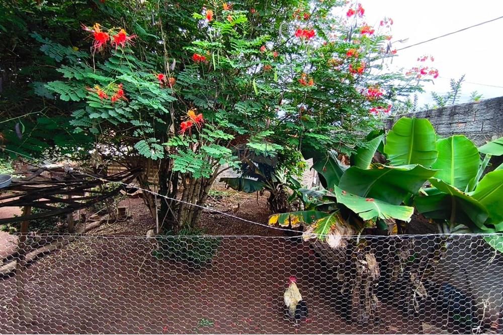 Chácara / Sítio / Fazenda - Venda - Mogi Guaçu , São Paulo - 22.jpeg - 690521018-177