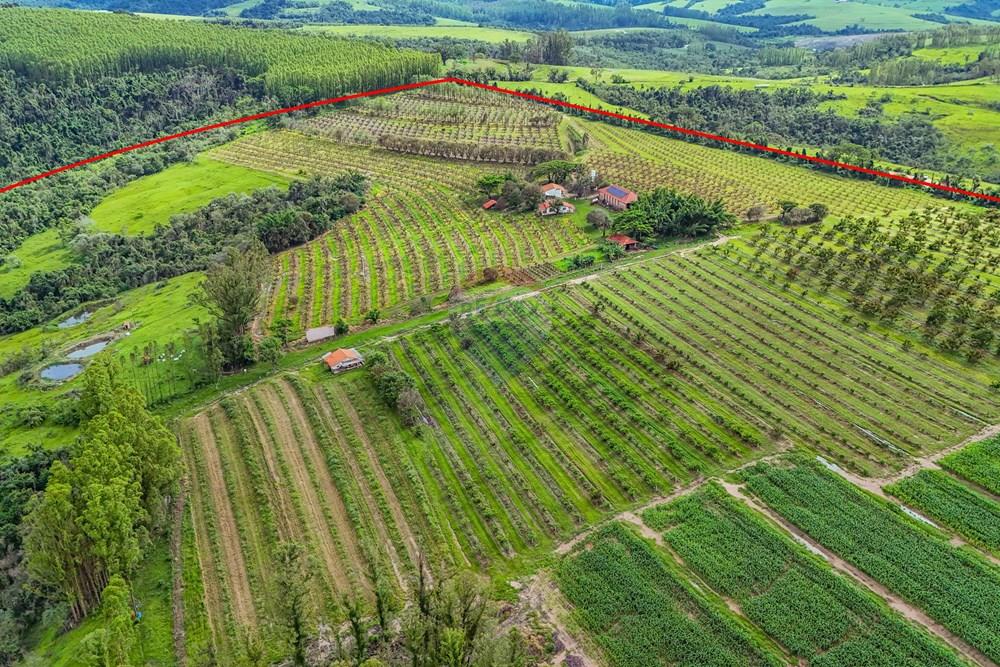 Fazenda - Venda - Analândia , São Paulo - Tratada - Drone-29.jpg - 690691016-305