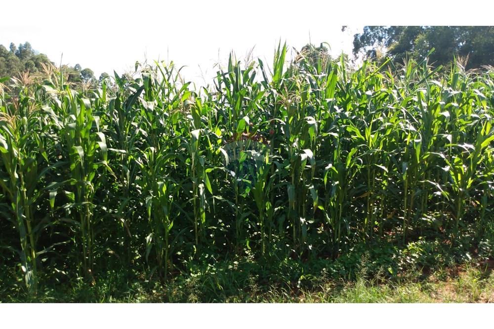 Fazenda - Venda - Campestre , Minas Gerais - 98070240-e31f-4d4d-b28f-b70b0e906dbb.jpg - 690291077-293