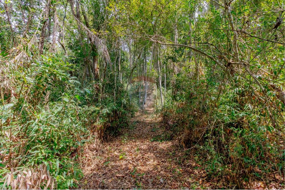 Chácara / Sítio / Fazenda - Venda - Jarinu , São Paulo - RINF-066.jpg - 690921112-7