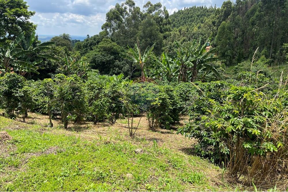 Chácara / Sítio / Fazenda - Venda - Serra Negra , São Paulo - IMG_4024.jpg - 690291056-34