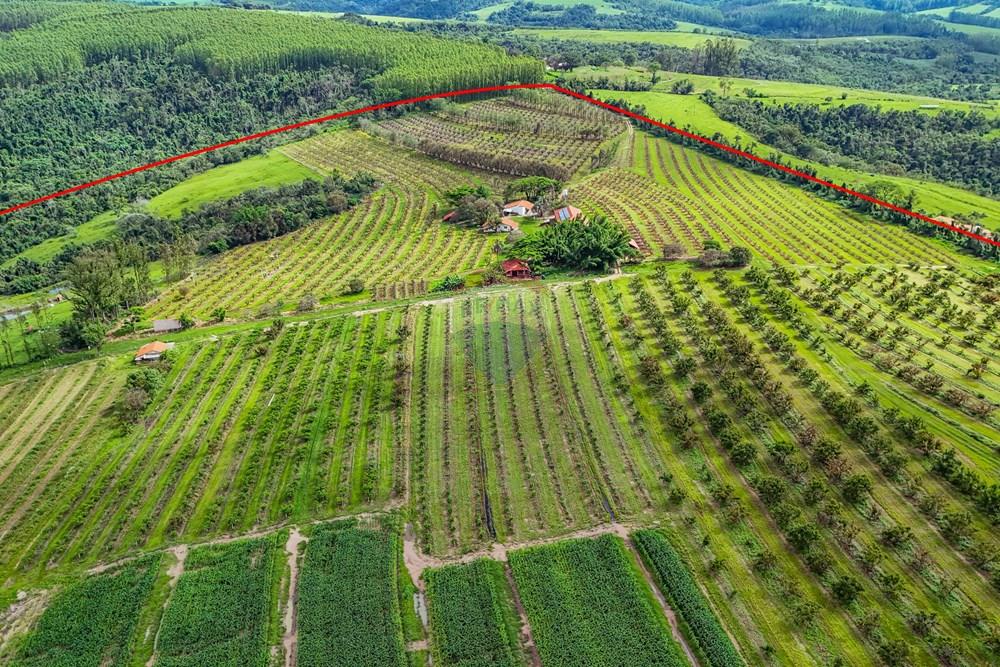 Fazenda - Venda - Analândia , São Paulo - Tratada - Drone-27.jpg - 690691016-305