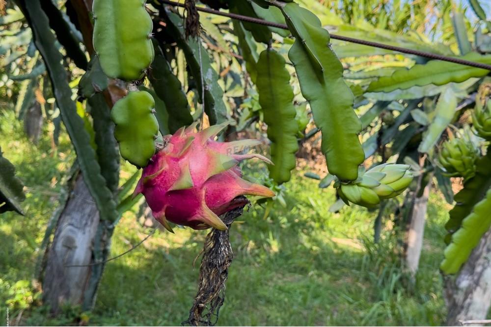 Chácara / Sítio / Fazenda - Venda - Itatiba , São Paulo - TKD-7007.jpg - 690661013-235