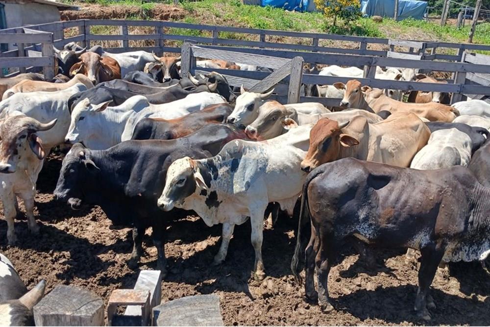 Chácara / Sítio / Fazenda - Venda - Bragança Paulista , São Paulo - 20260213_104841.jpg - 690141085-32