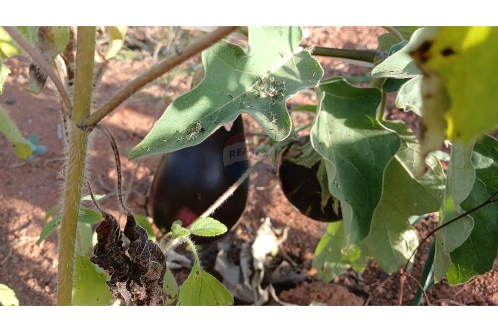 Fazenda - Venda - Campestre , Minas Gerais - 7ebe6a21-ff73-443a-acdd-f1b67bcb2599 (1).jpg - 690291077-293