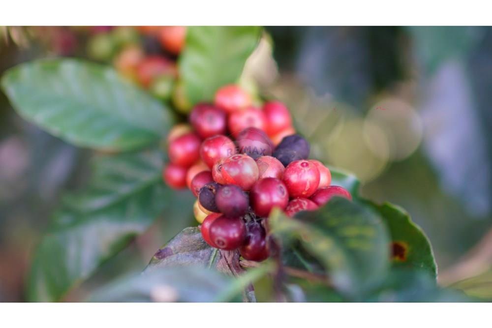 Chácara / Sítio / Fazenda - Venda - Serra Negra , São Paulo - _JEA8920.JPG - 690291056-34