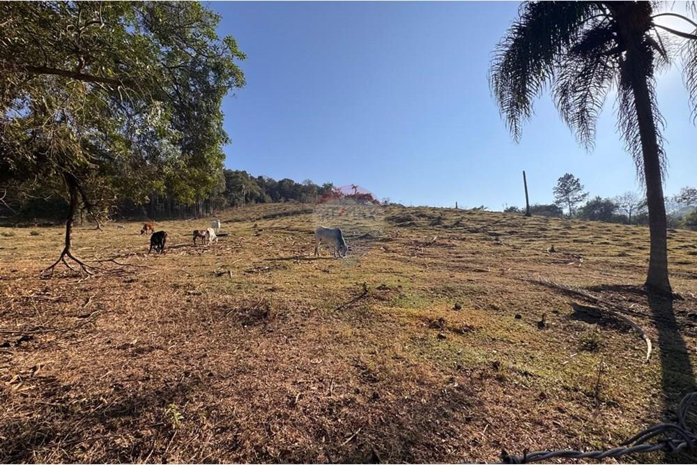 Terreno - Venda - Tuiuti , São Paulo - WhatsApp Image 2025-10-06 at 14.47.26 (6).jpeg - 690041052-114