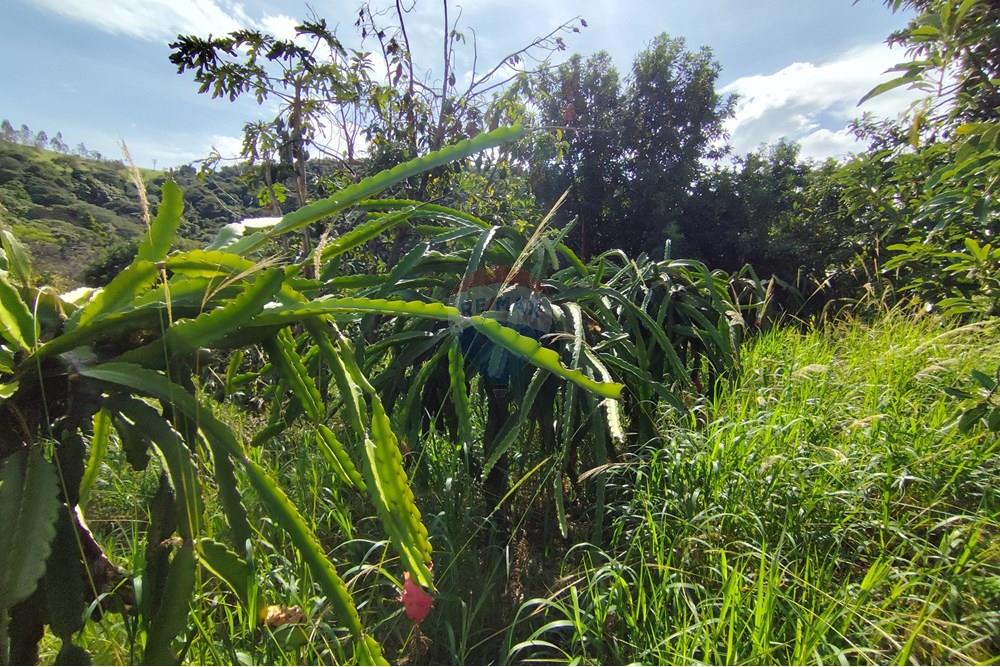 Chácara / Sítio / Fazenda - Venda - Itapira , São Paulo - 1751510168520.jpg - 690291085-364