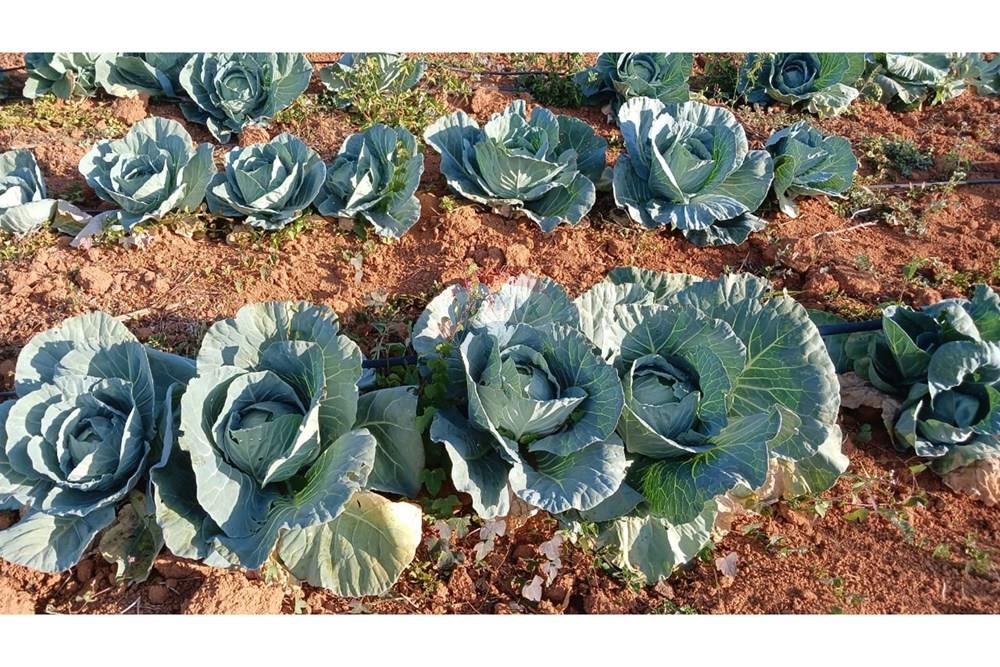 Fazenda - Venda - Campestre , Minas Gerais - a42422a1-7390-4bea-ada4-455d08276152.jpg - 690291077-293