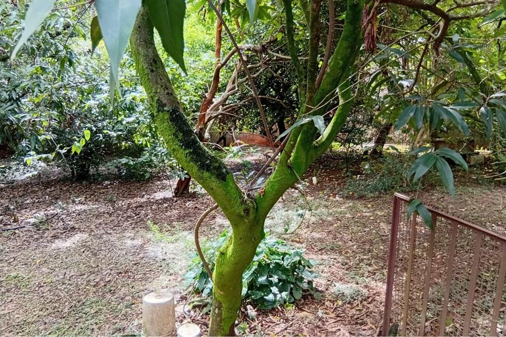 Chácara / Sítio / Fazenda - Venda - Campinas , São Paulo - 6 espaço fundo.jpeg - 690331038-16