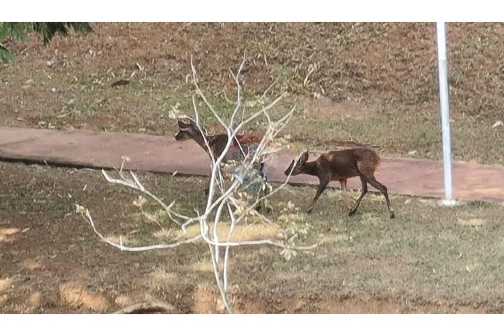 Chácara / Sítio / Fazenda - Venda - Santana de Parnaíba , São Paulo - IMG-20260126-WA0036.jpg - 690951041-51
