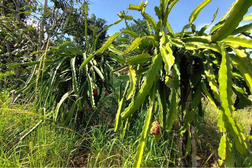 Chácara / Sítio / Fazenda - Venda - Itapira , São Paulo - 1751510168547.jpg - 690291085-364