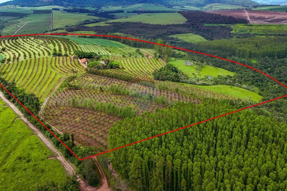 Fazenda - Venda - Analândia , São Paulo - Tratada - Drone-2.jpg - 690691016-305