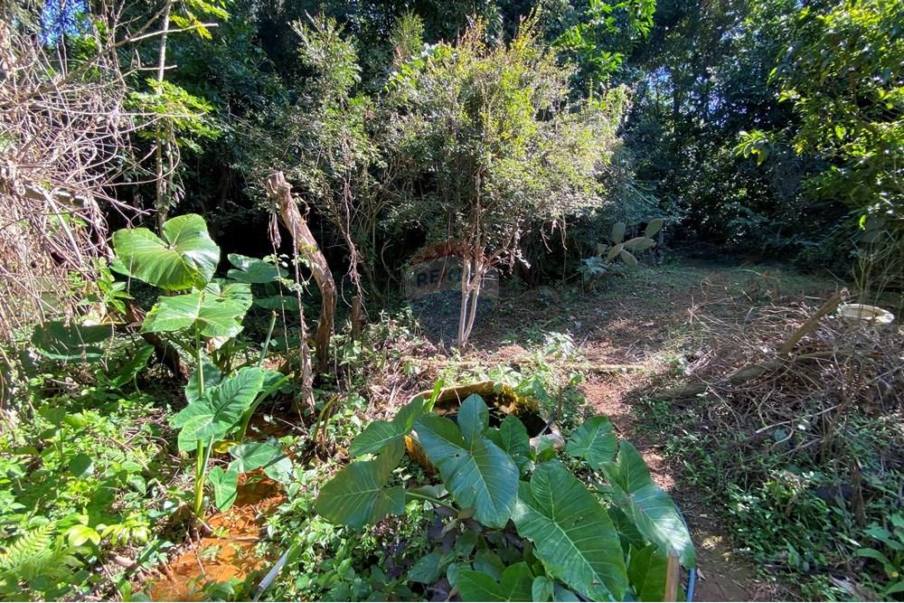 Terreno - Venda - Mogi Mirim , São Paulo - IMG_6560.JPEG - 690281041-98